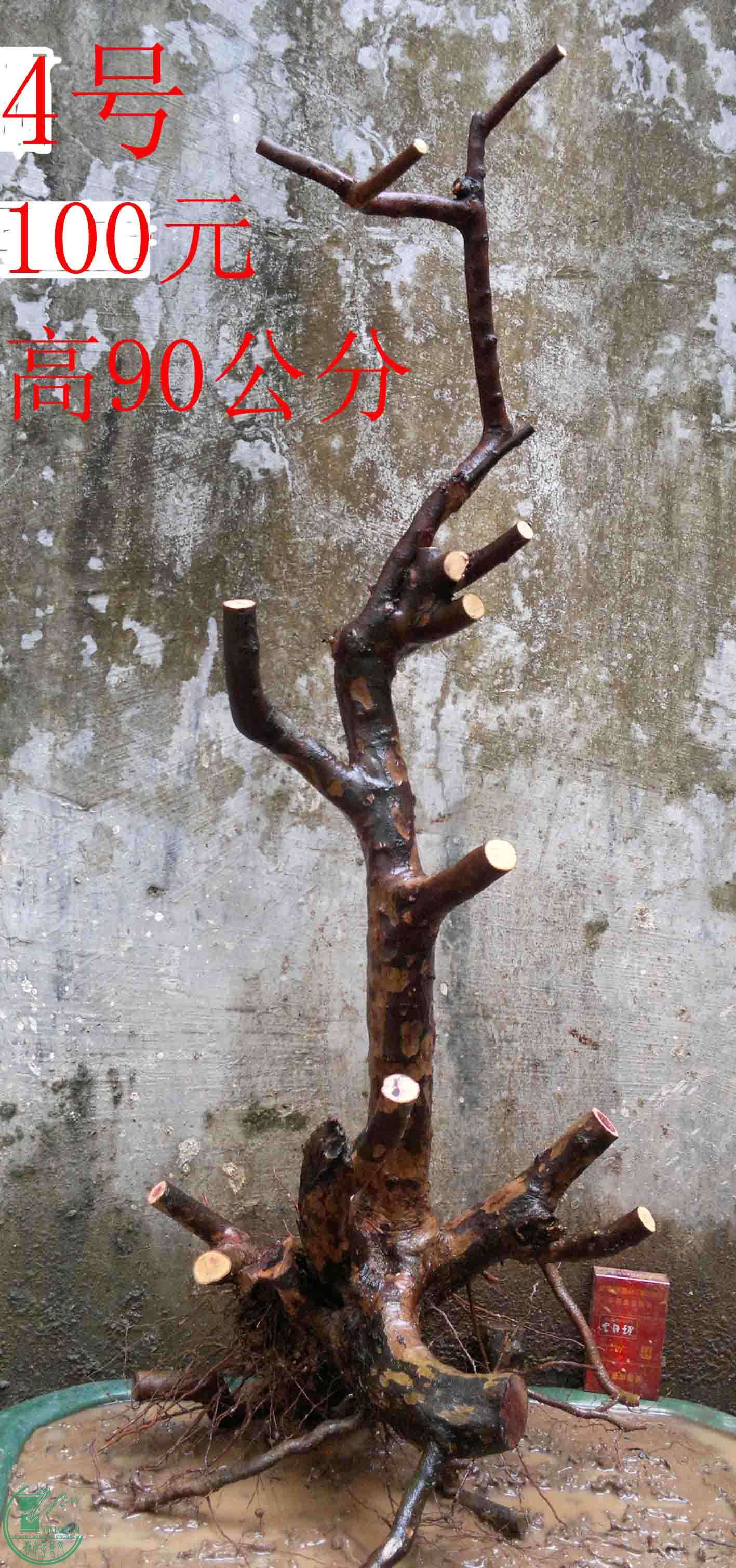 2011012612279.jpg