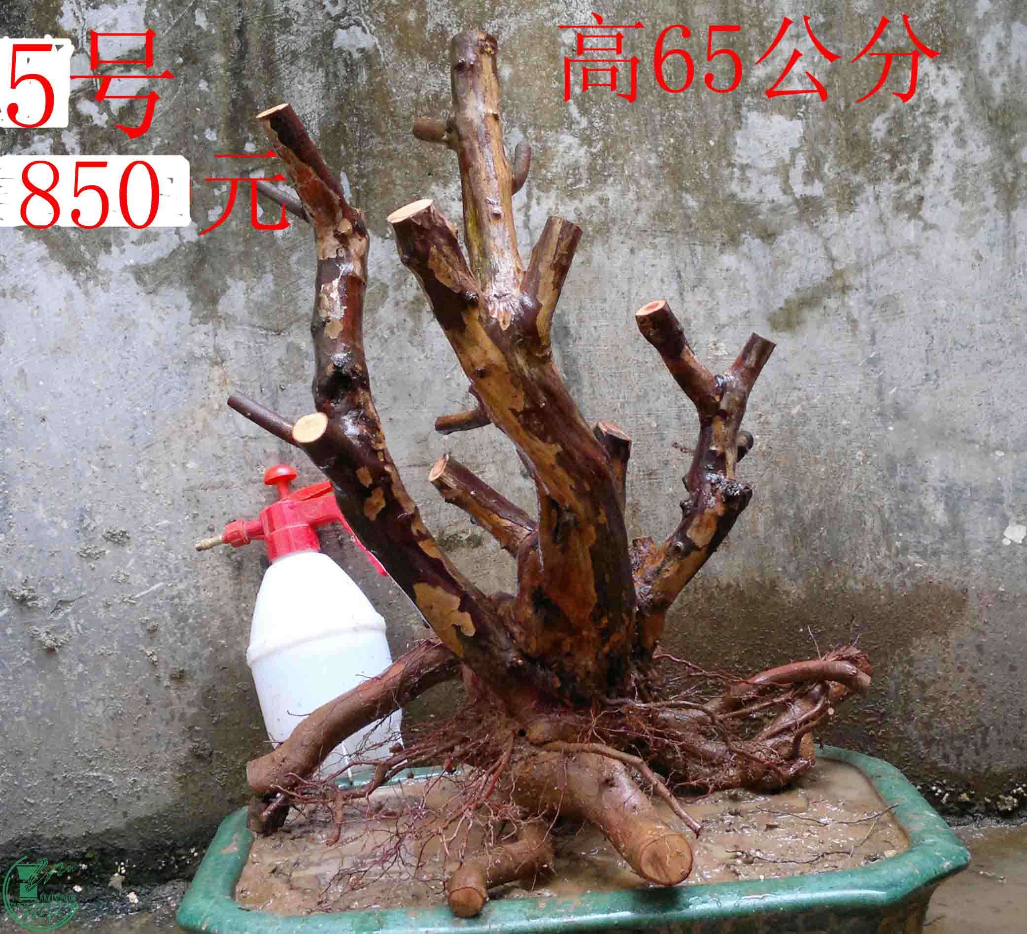 2011012612351.jpg