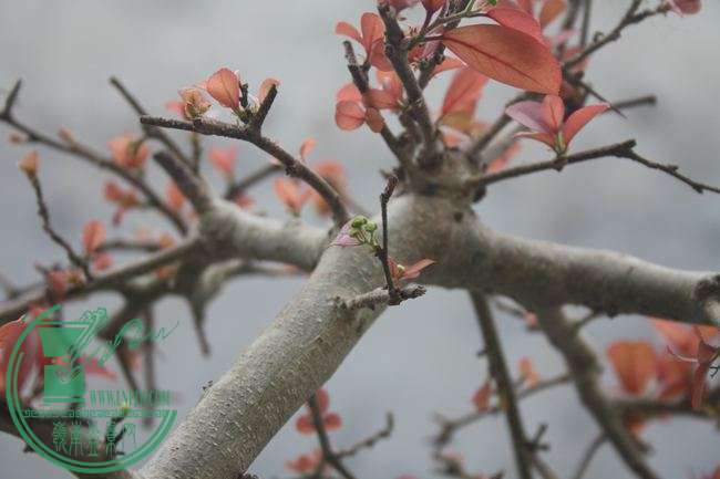 Ƭ20131026ۺ 972.jpg