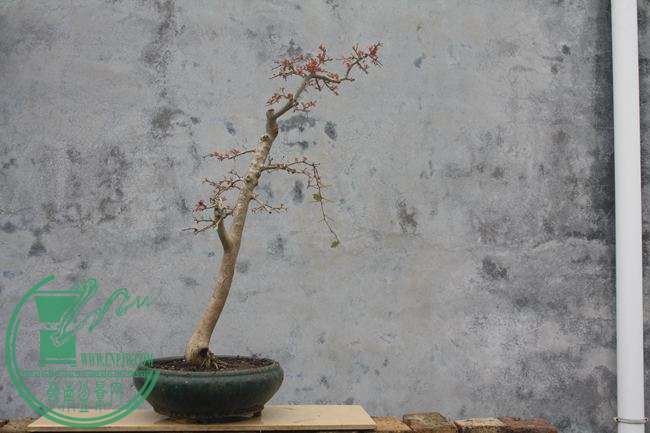 Ƭ20131026ۺ 968.jpg