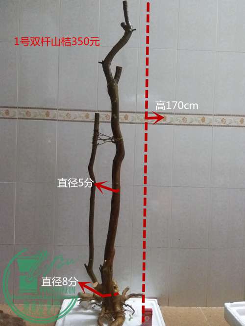 P60311-175442_.jpg