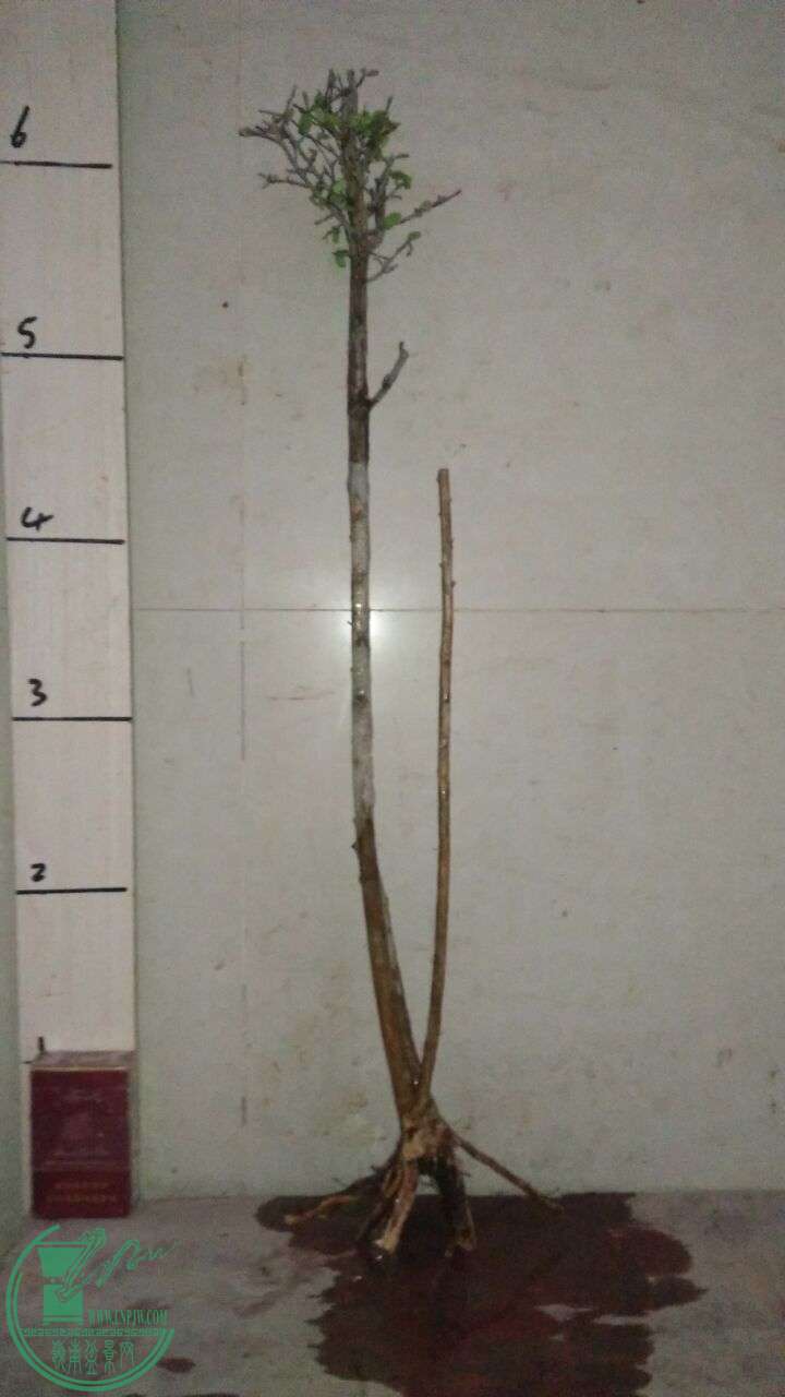 QQͼƬ20160311191124.jpg