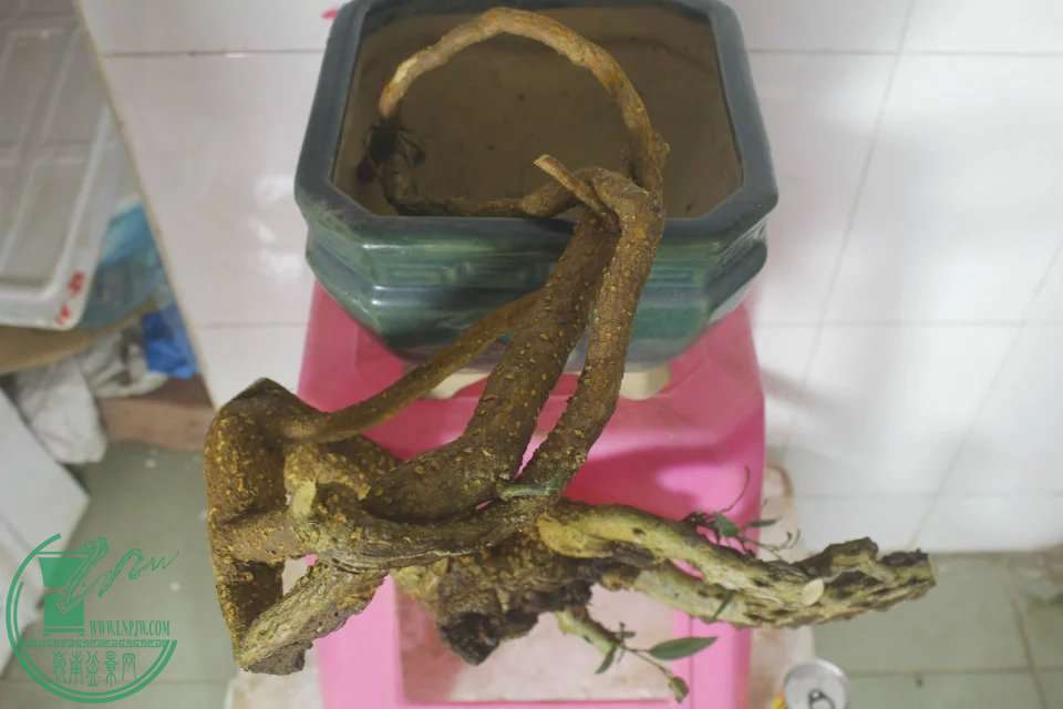 psb (28).jpg