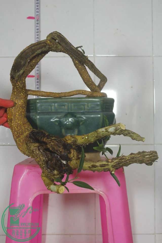 psb (30).jpg