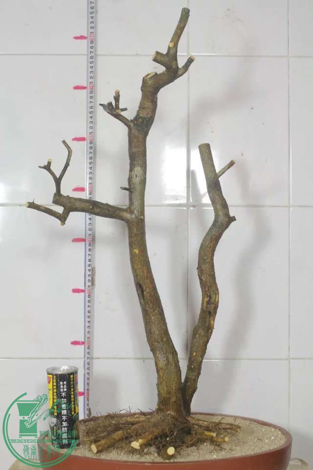 psb (14).jpg