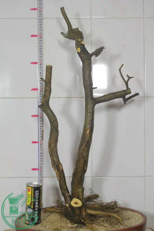 psb (17).jpg