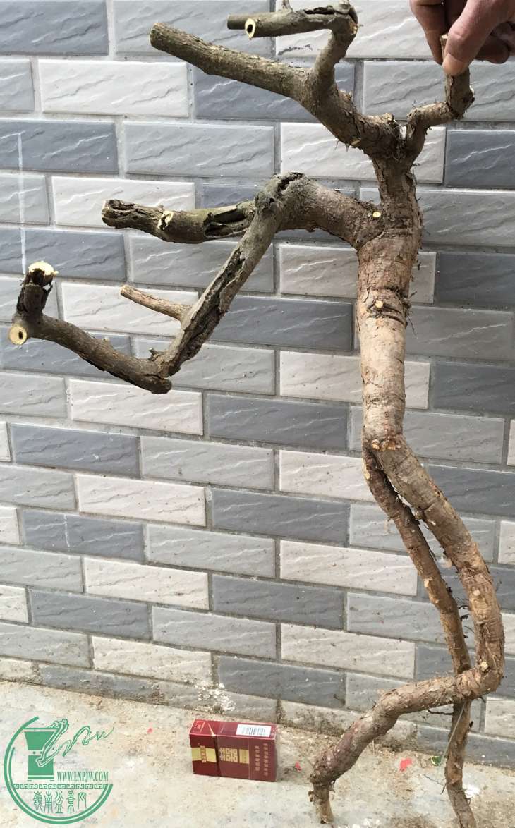 image.jpeg