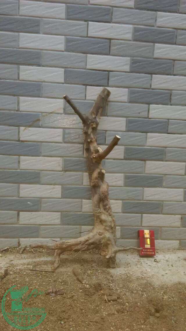 image.jpeg