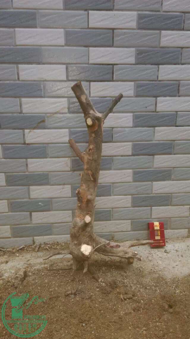 image.jpeg