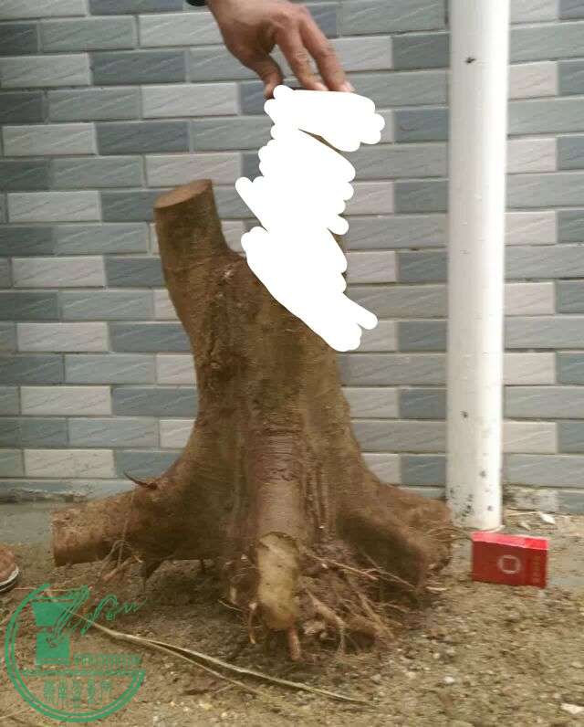 image.jpeg