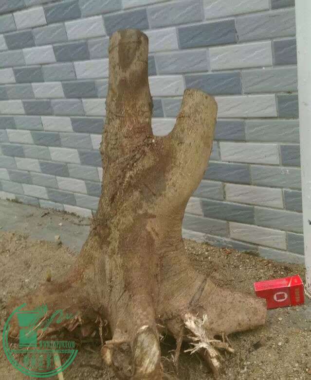 image.jpeg