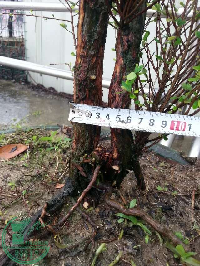 psb5.jpeg