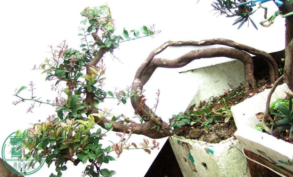 DSCF7554.JPG