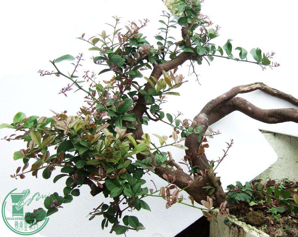 DSCF7551.JPG