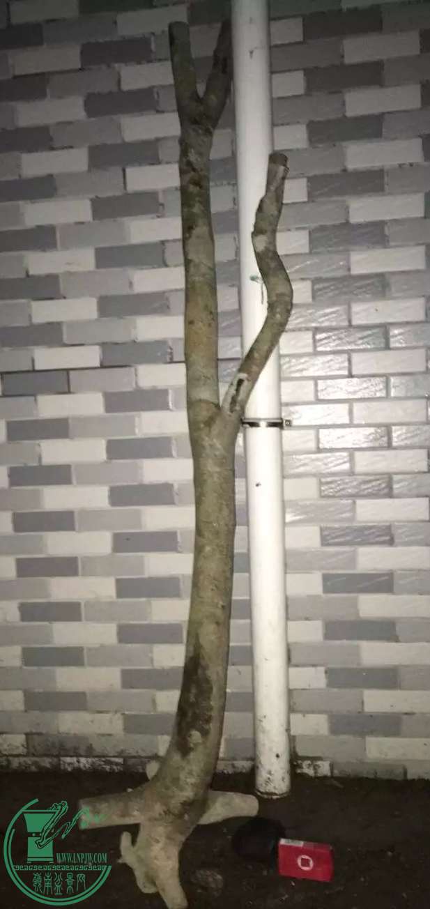 image.jpeg