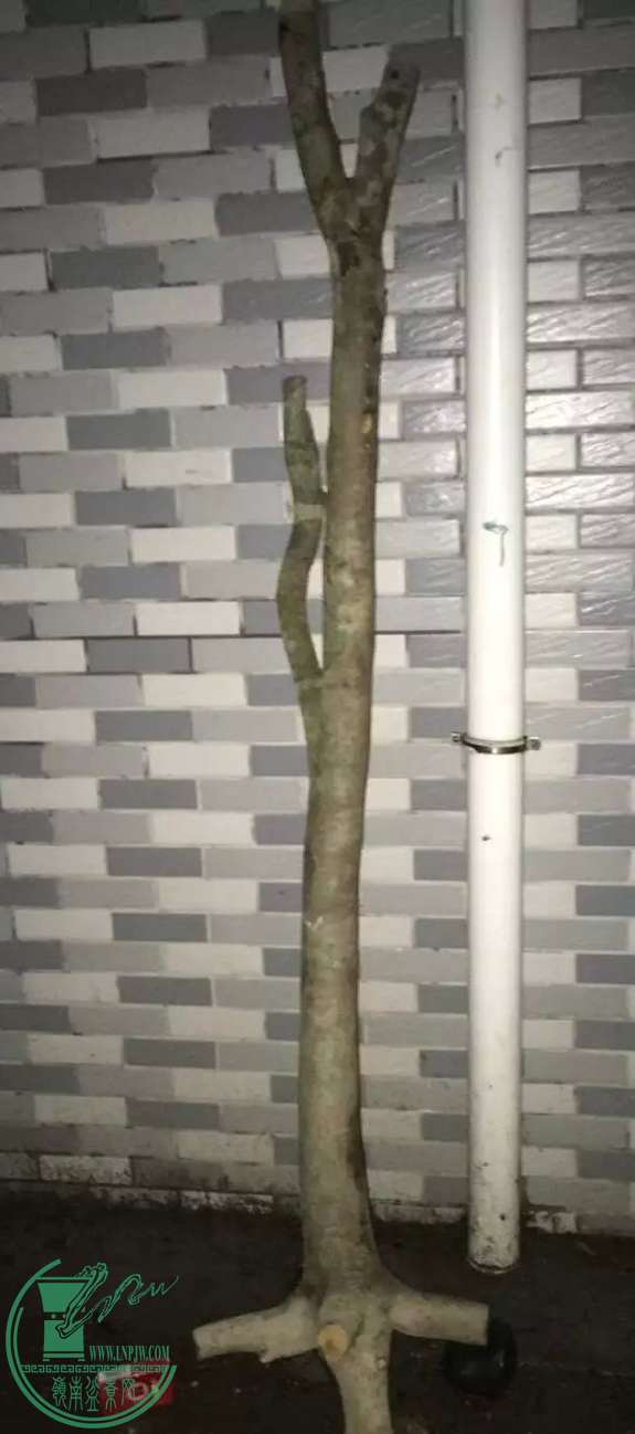 image.jpeg