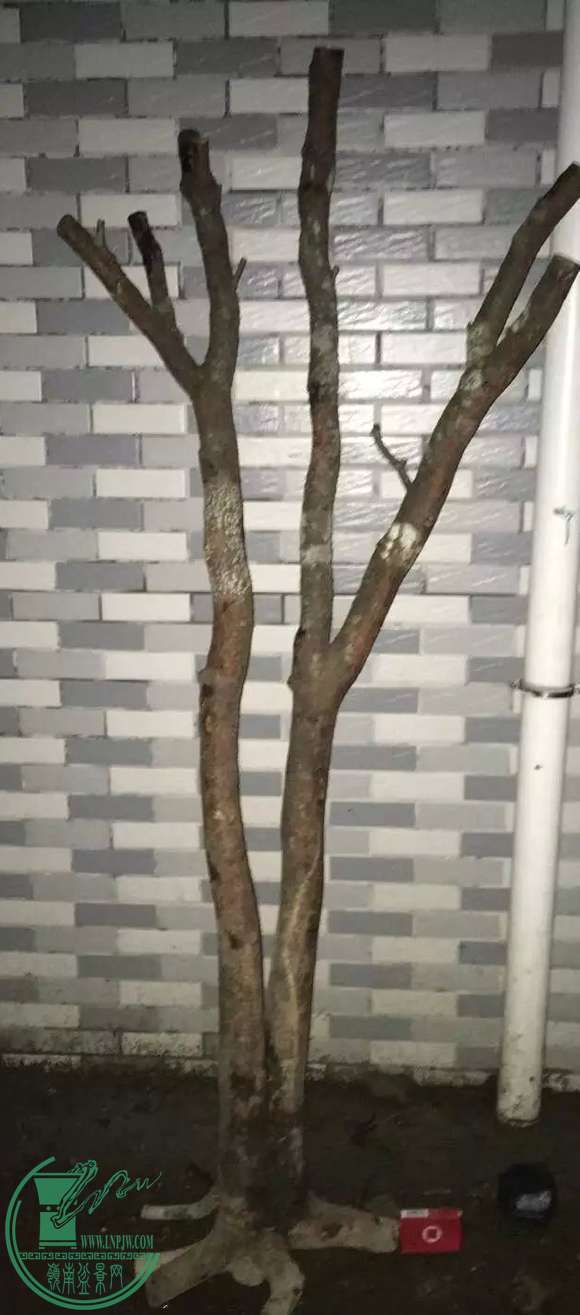 image.jpeg