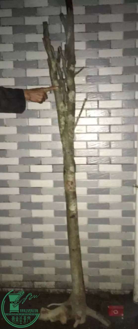 image.jpeg