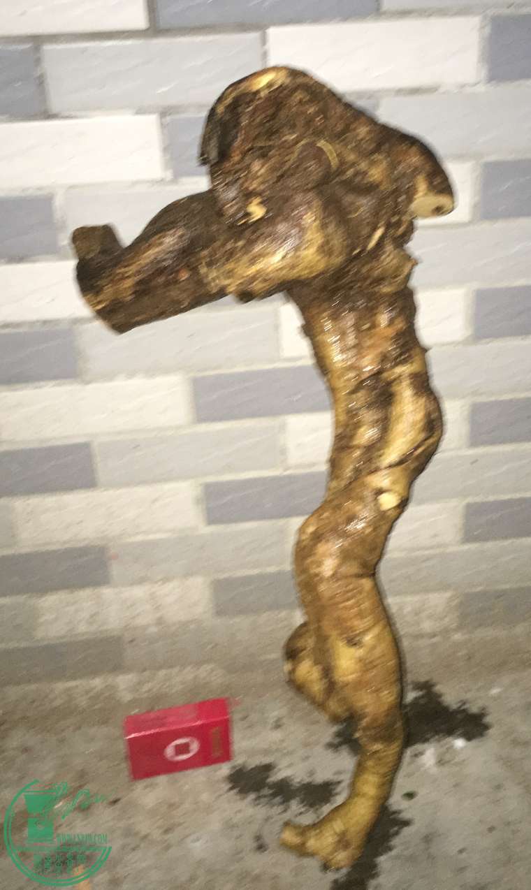 image.jpeg