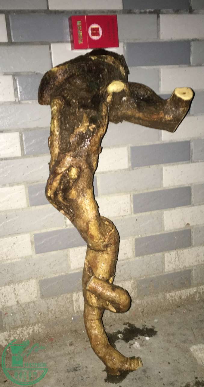 image.jpeg
