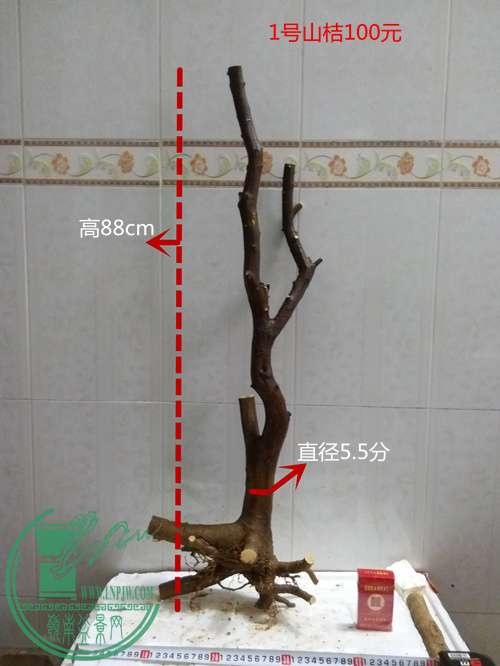 P60315-172713_.jpg