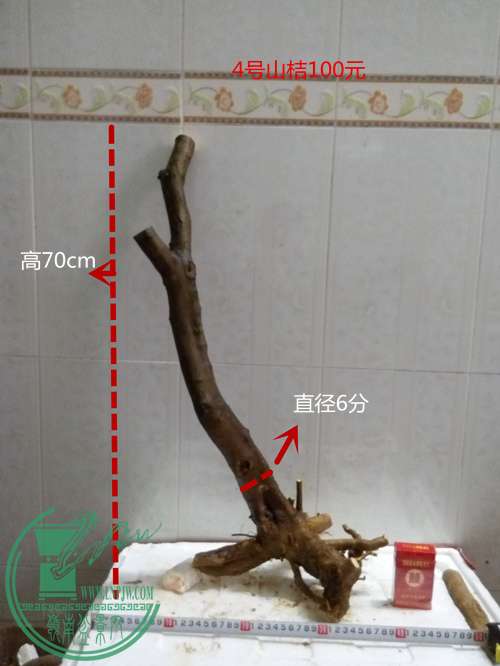 P60315-173125_.jpg
