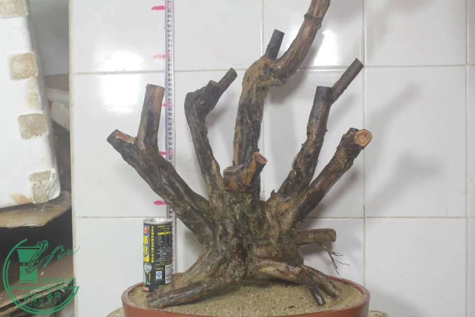 psb (4).jpg