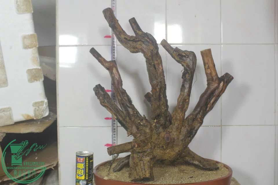 psb (8).jpg