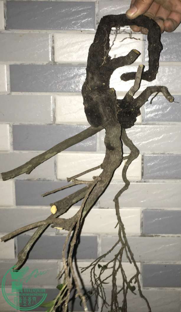 image.jpeg