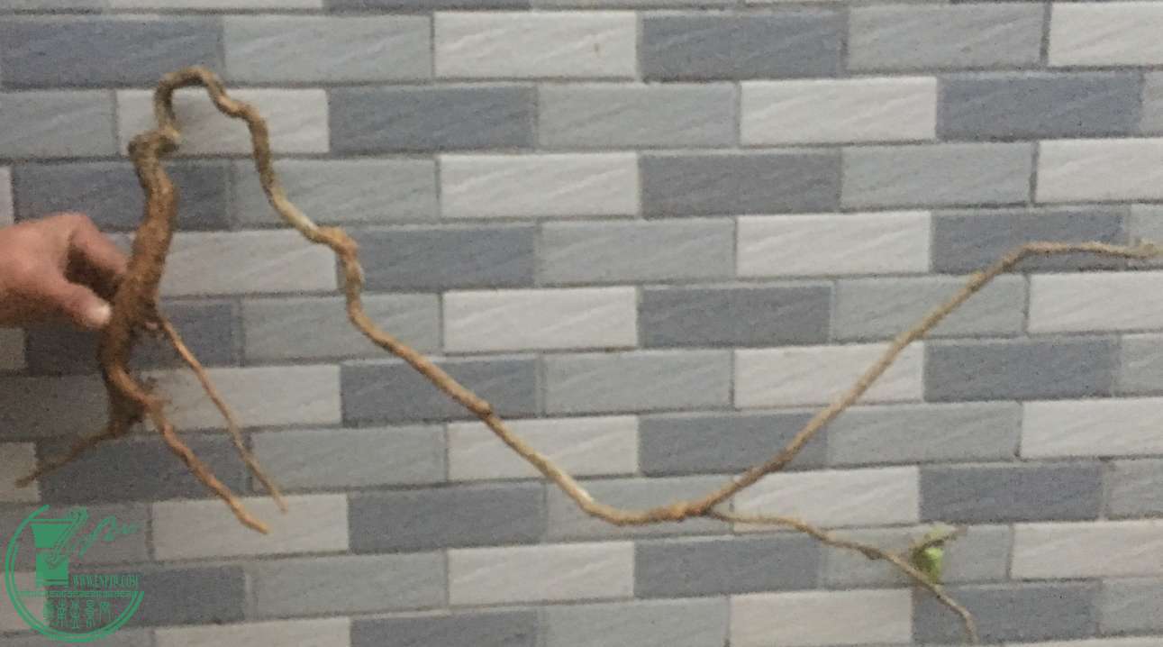 image.jpeg