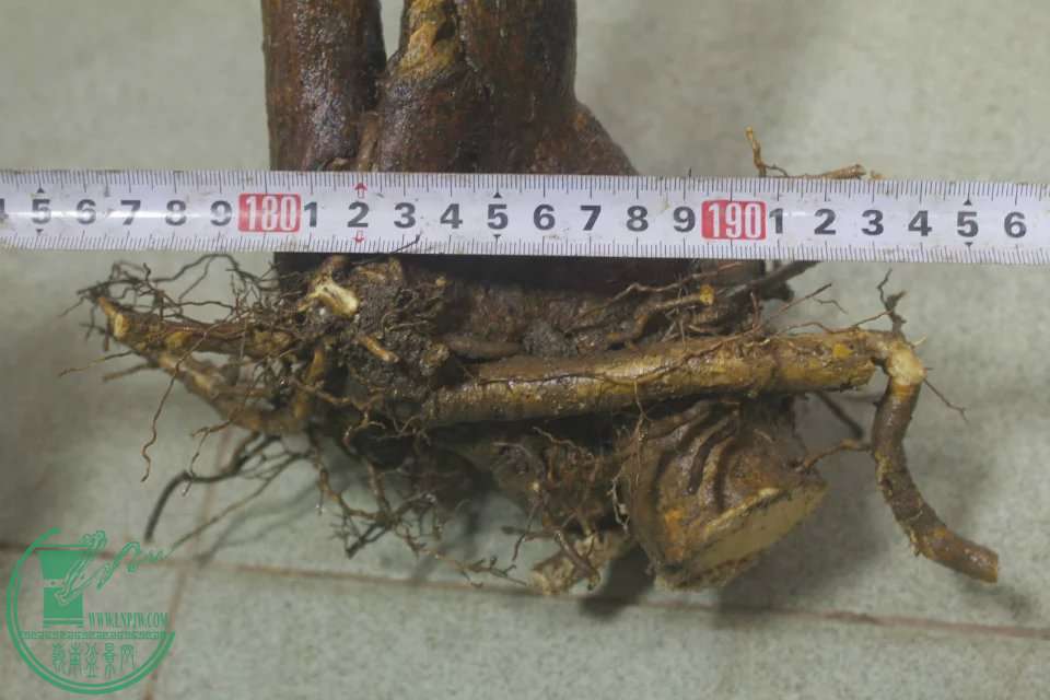psb (11).jpg