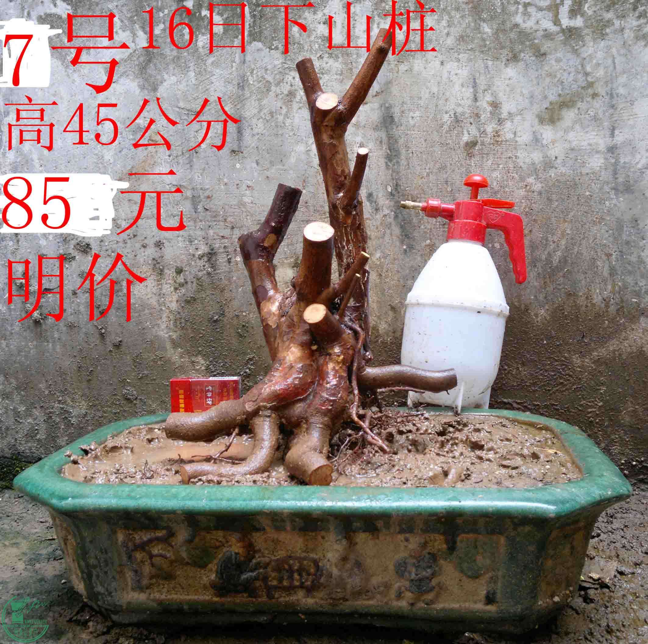 01.jpg