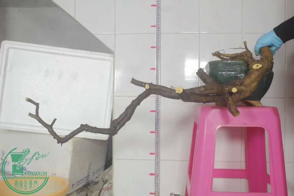 psb (9).jpg