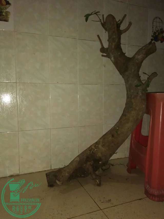 psb (73).jpg