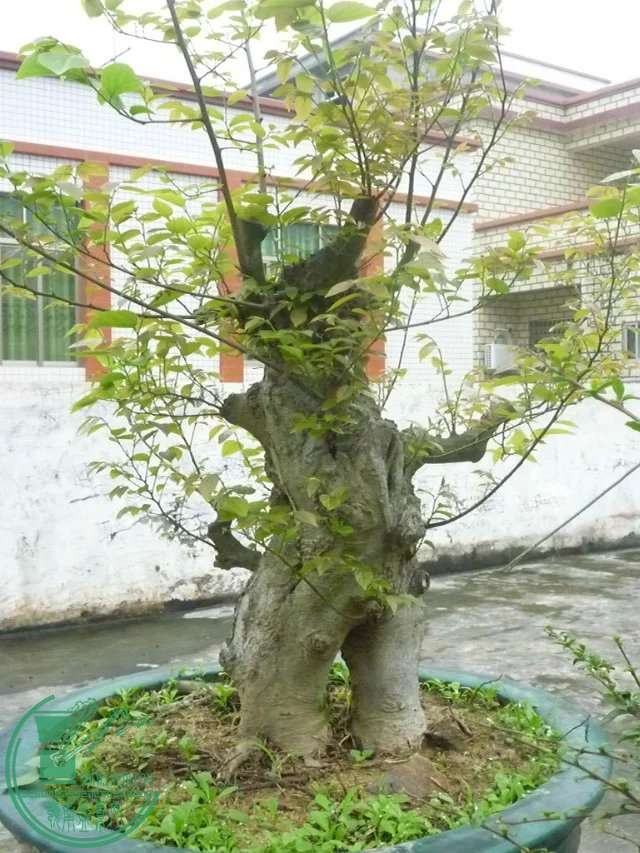 psb3.jpg