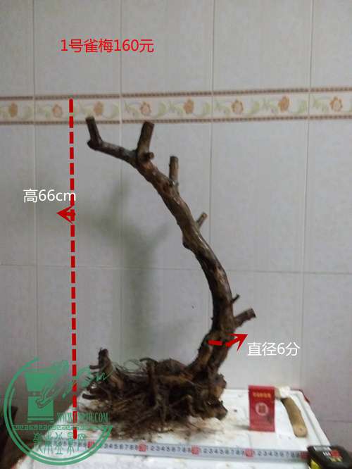 P60319-173120_.jpg