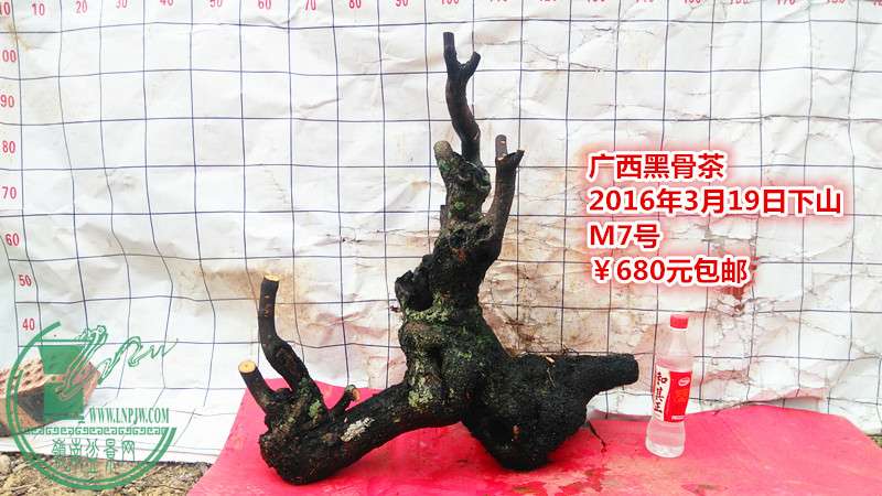 IMG_20160319_182126_.jpg