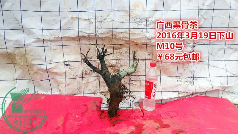 IMG_20160319_182444_.jpg