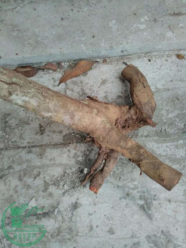 psb151.jpg