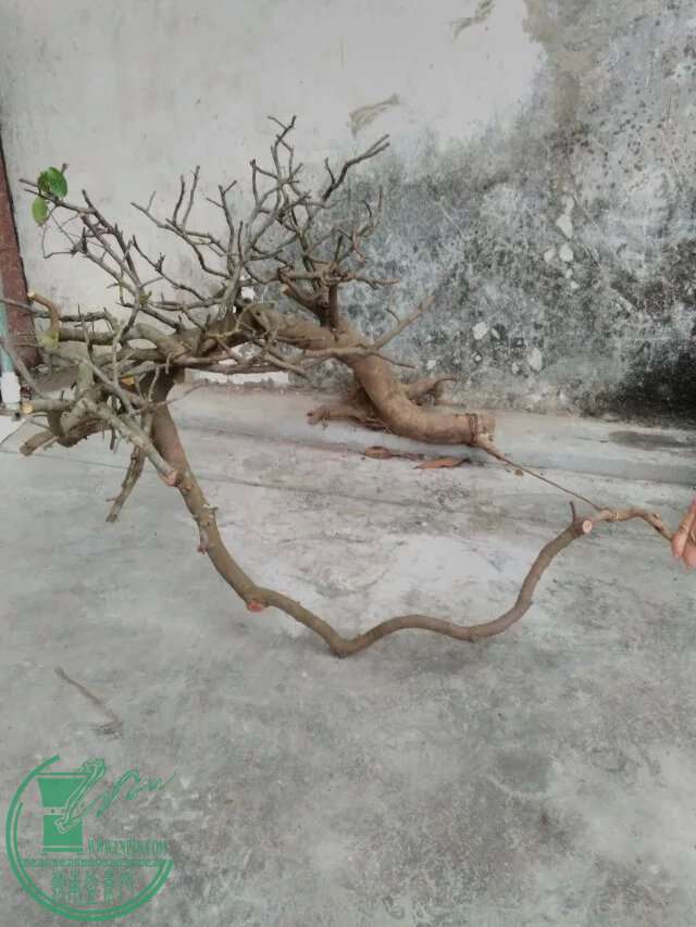 psb160.jpg