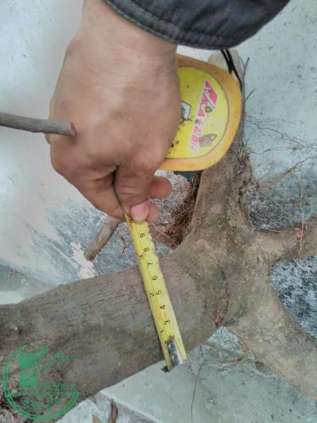 psb161.jpg