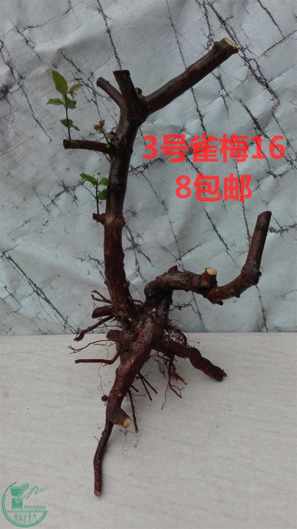 辰3IMG_20160319_183207_ͼ.jpg