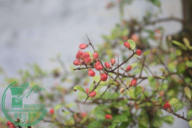 Ƭ20131026ۺ 985.jpg