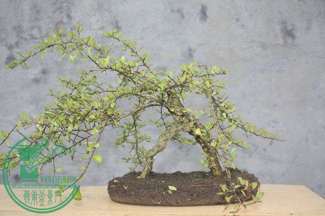 Ƭ20131026ۺ 993.jpg