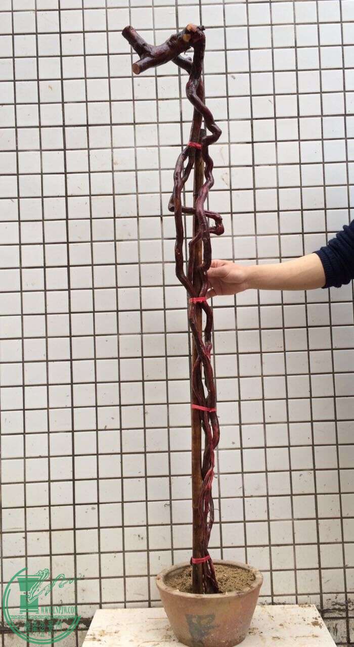 27.jpg