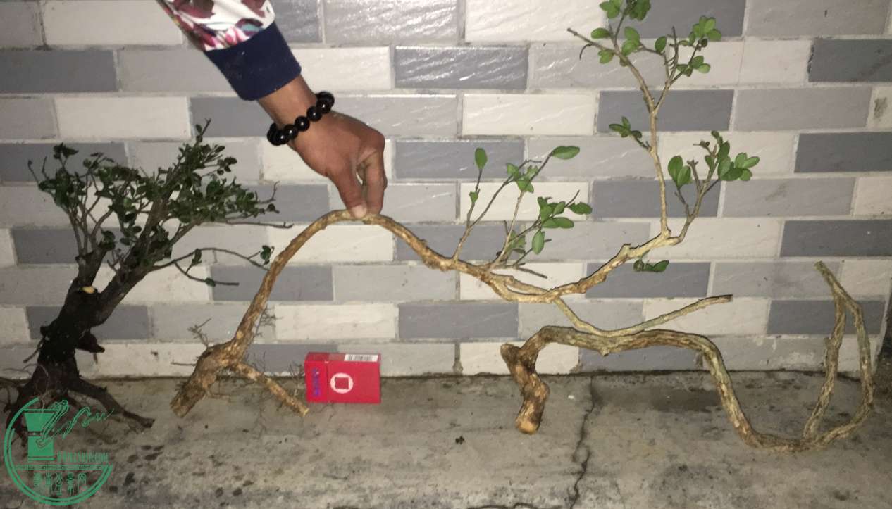image.jpeg