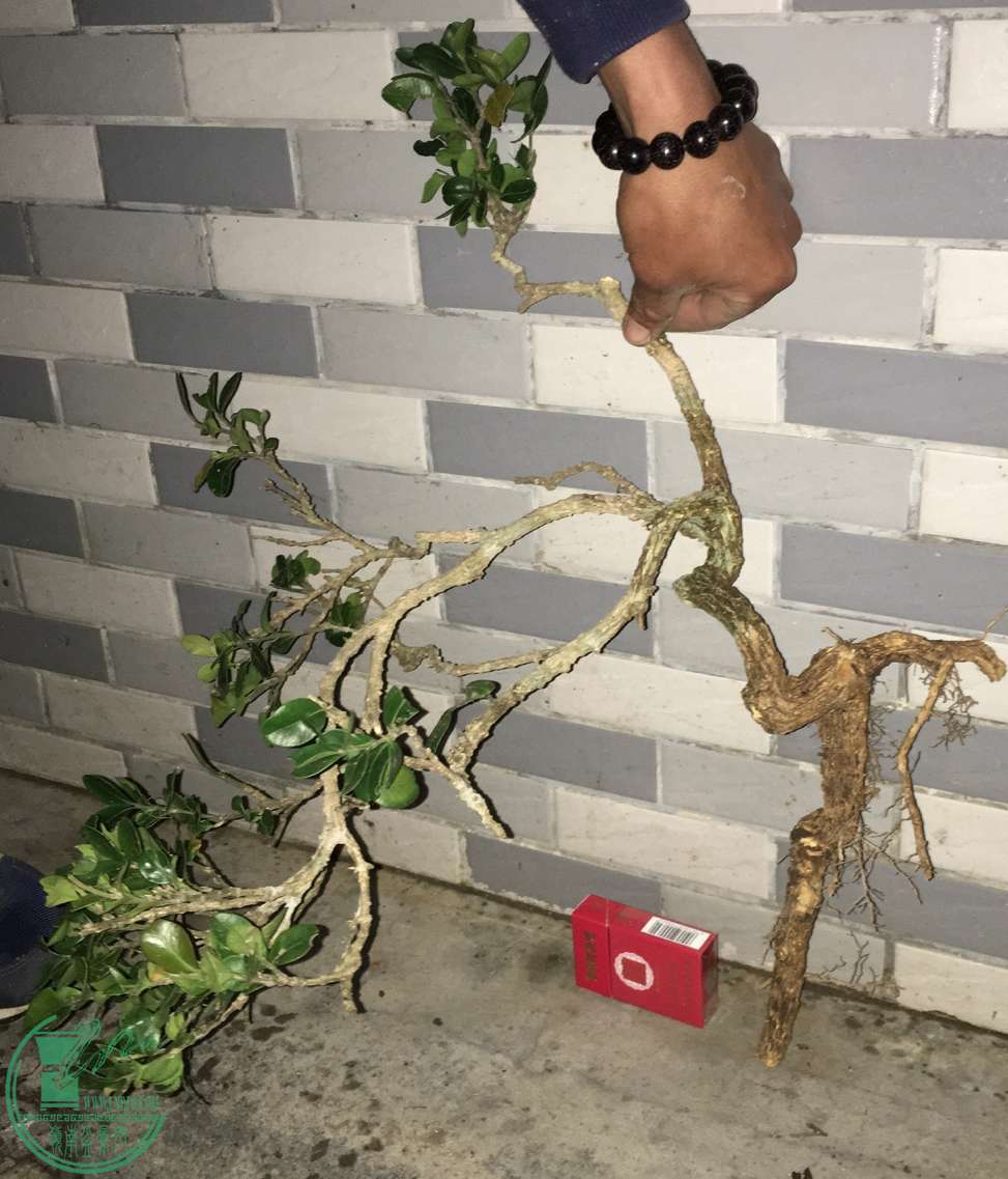 image.jpeg