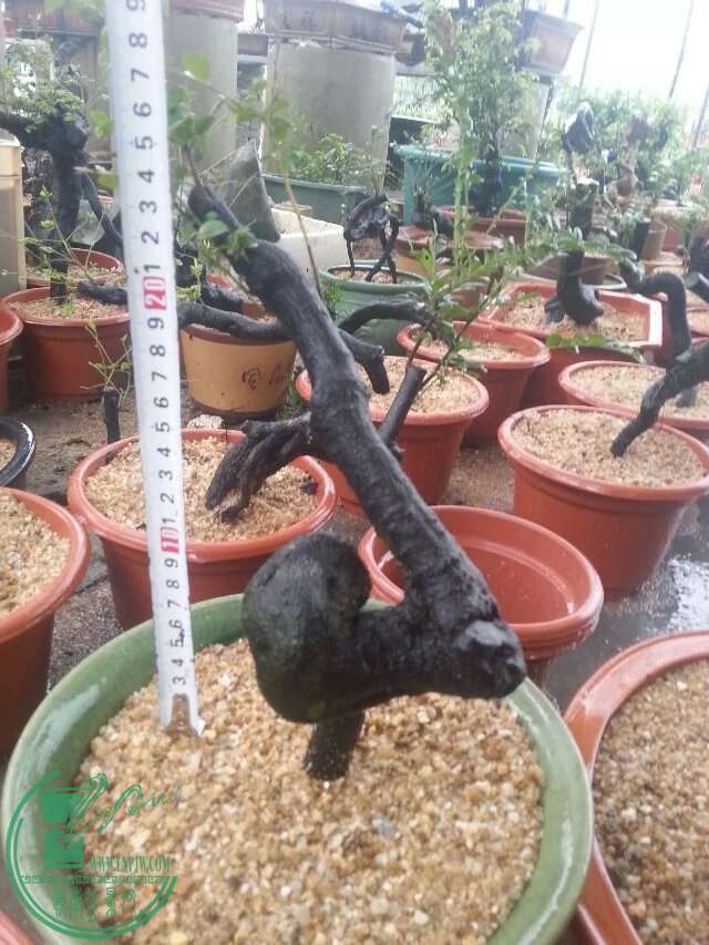 psb5.jpeg