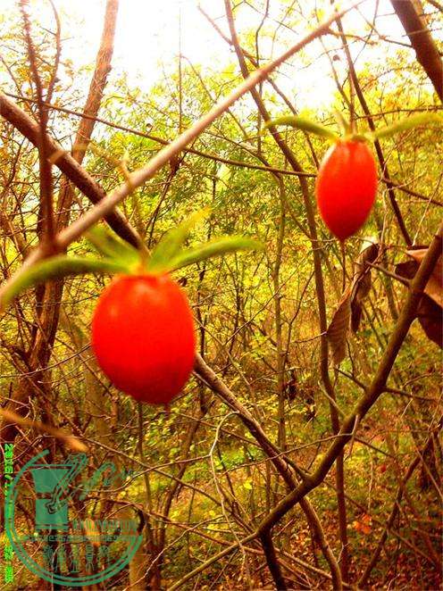 ѻ47IMG_20151109_102730_ͼ.jpg