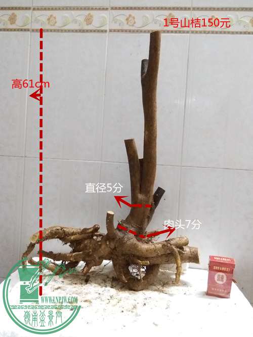 P60323-185313_.jpg